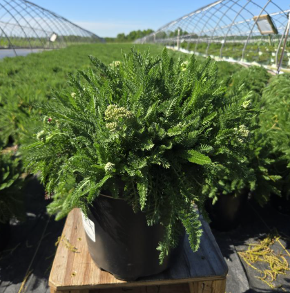 2G Achillea (Yarrow) - 'PINK GRAPEFRUIT' - 1004178