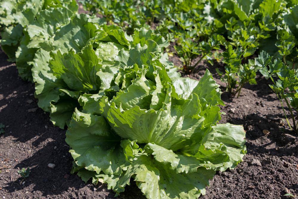 806 6 Pack Lettuce - Great Lakes Iceberg