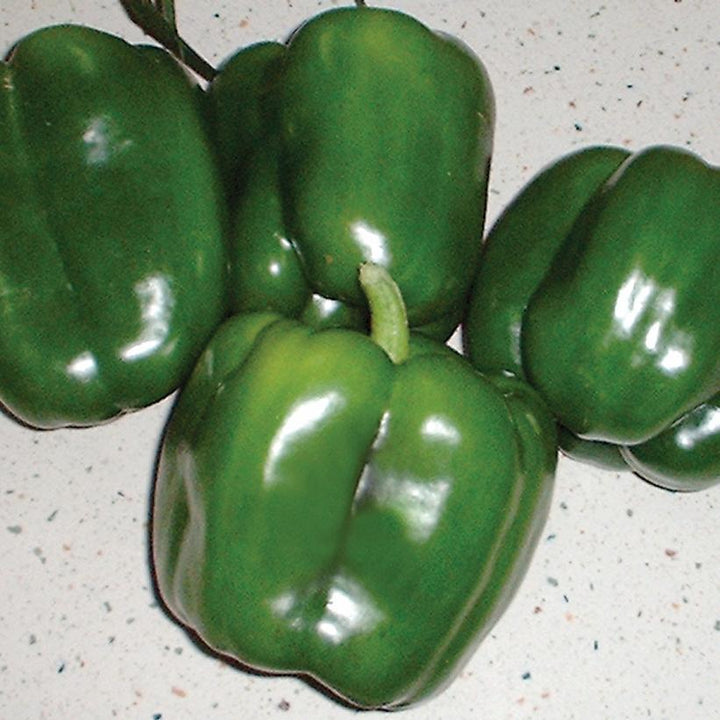 1G Pepper Revolution - Sweet Bell Pepper - 1007728