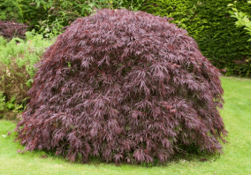 6G Acer Palmatum Dissectum - Tamukeyama - Japanese Maple Tree - 03175-087