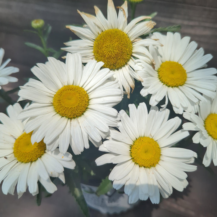 Amazing Daisies® Daisy May® Shasta Daisy