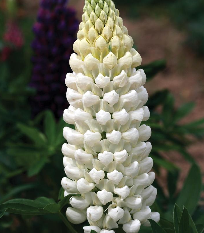 1G Lupinus Westcountry™ 'Polar Princess' - Lupine - 1021329
