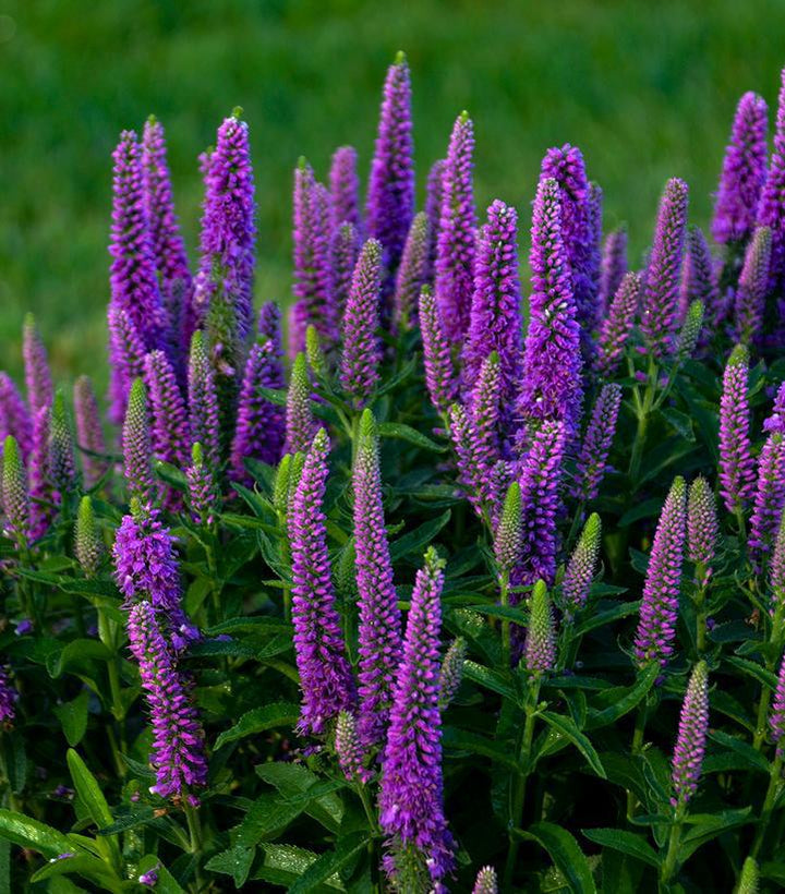 1G Veronica Magic Show 'Purple Illusion' - Spike Speedwell - 1010921