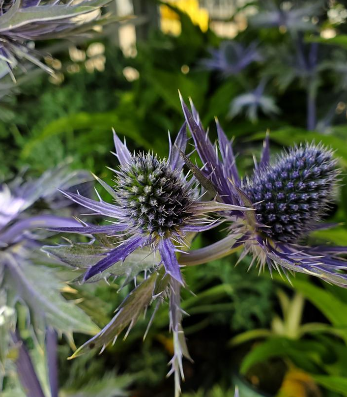 1G Eryngium 'Big Blue' - 1015306