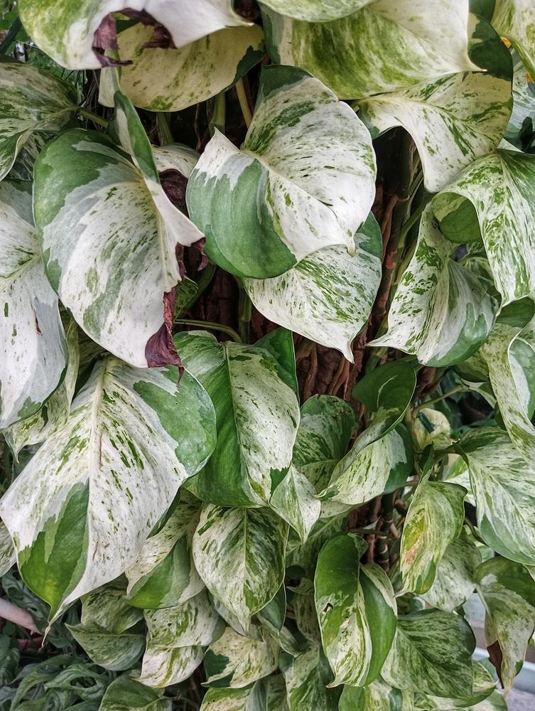 5" Pothos Pearls & Jade - T2901