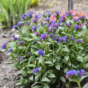 1G Pulmonaria 'Spot On' - Lungwort - 1013238
