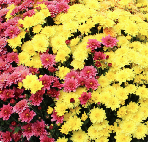 12" TP Combination Mum Patio Pot # 11 - Padre Cerise / Padre Yellow / Padre Orange