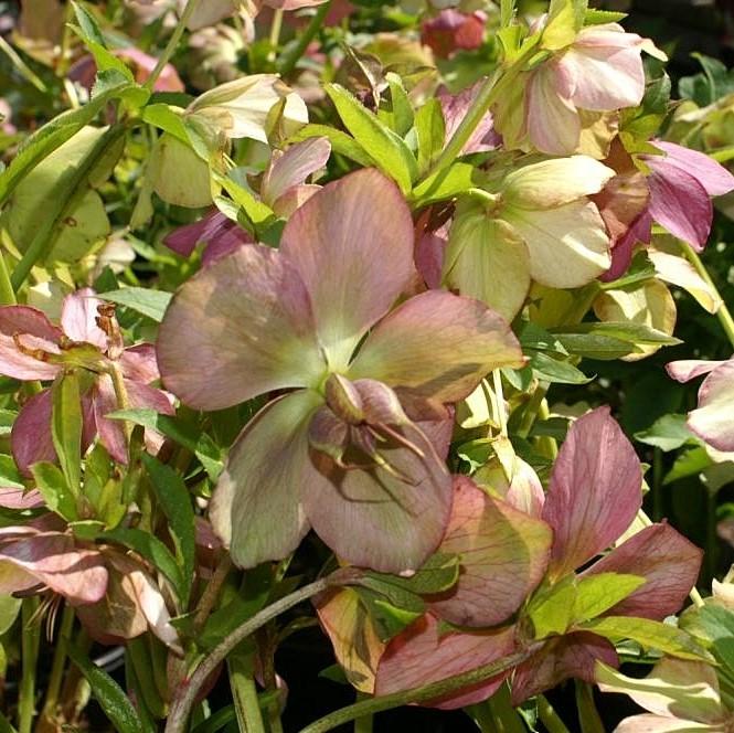 Royal Heritage™ Strain Lenten Rose