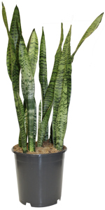 8" (21cm) Sansevieria Tri Zeylanica - G4997