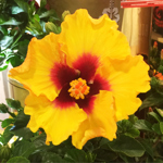 8.5" PW Hibiscus Standard - Rico Suave Yellow - T4477