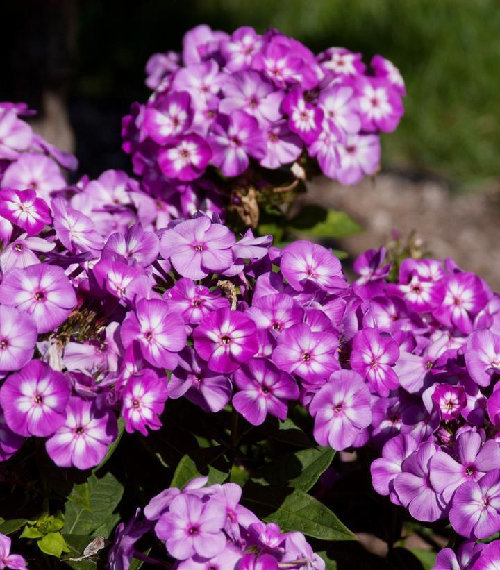 8" Phlox paniculata 'Grape Lollipop' ('Ditomsur') Grape Lollipop™
