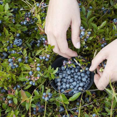 1G Vaccinium Angustifolium - Lowbush Blueberry Bush - 1001135