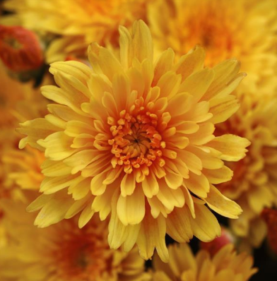 9" Mum - Sizzling Yellow Fire