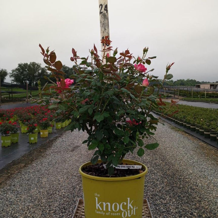 Double Pink Knock Out® Rose