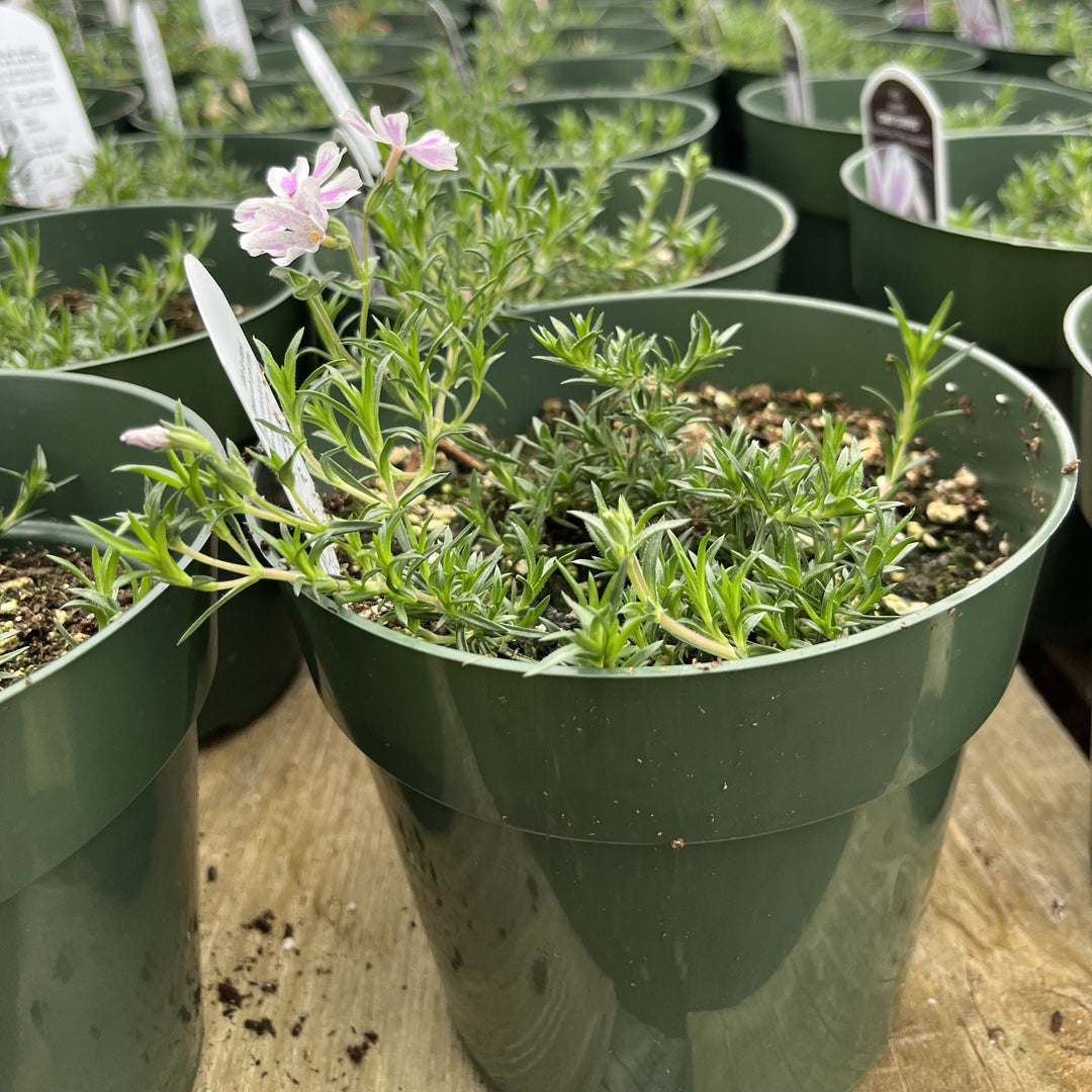 Candy Stripes Creeping Phlox