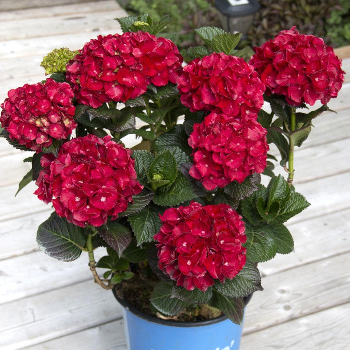 Bloomin' Easy® Cherry-Go-Round™ Hydrangea