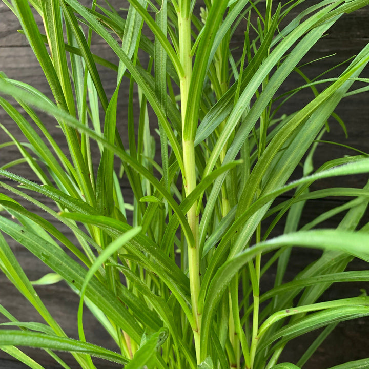 Liatris spicata  - Marsh Blazing Star, Gayfeather