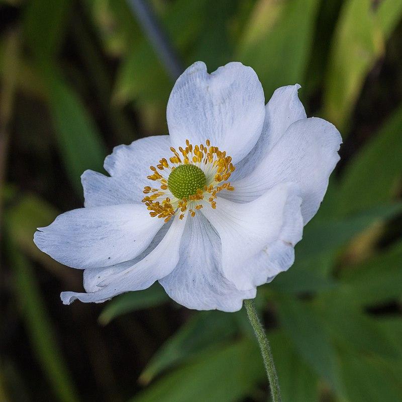Honorine Jobert Anemone