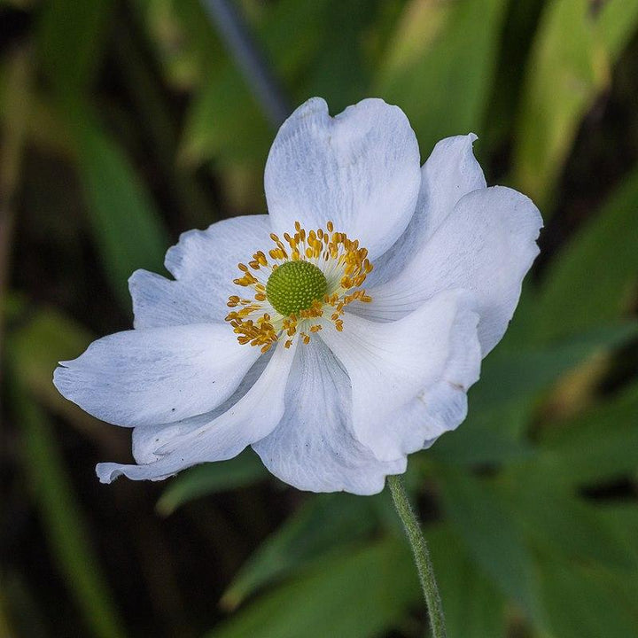 Honorine Jobert Anemone