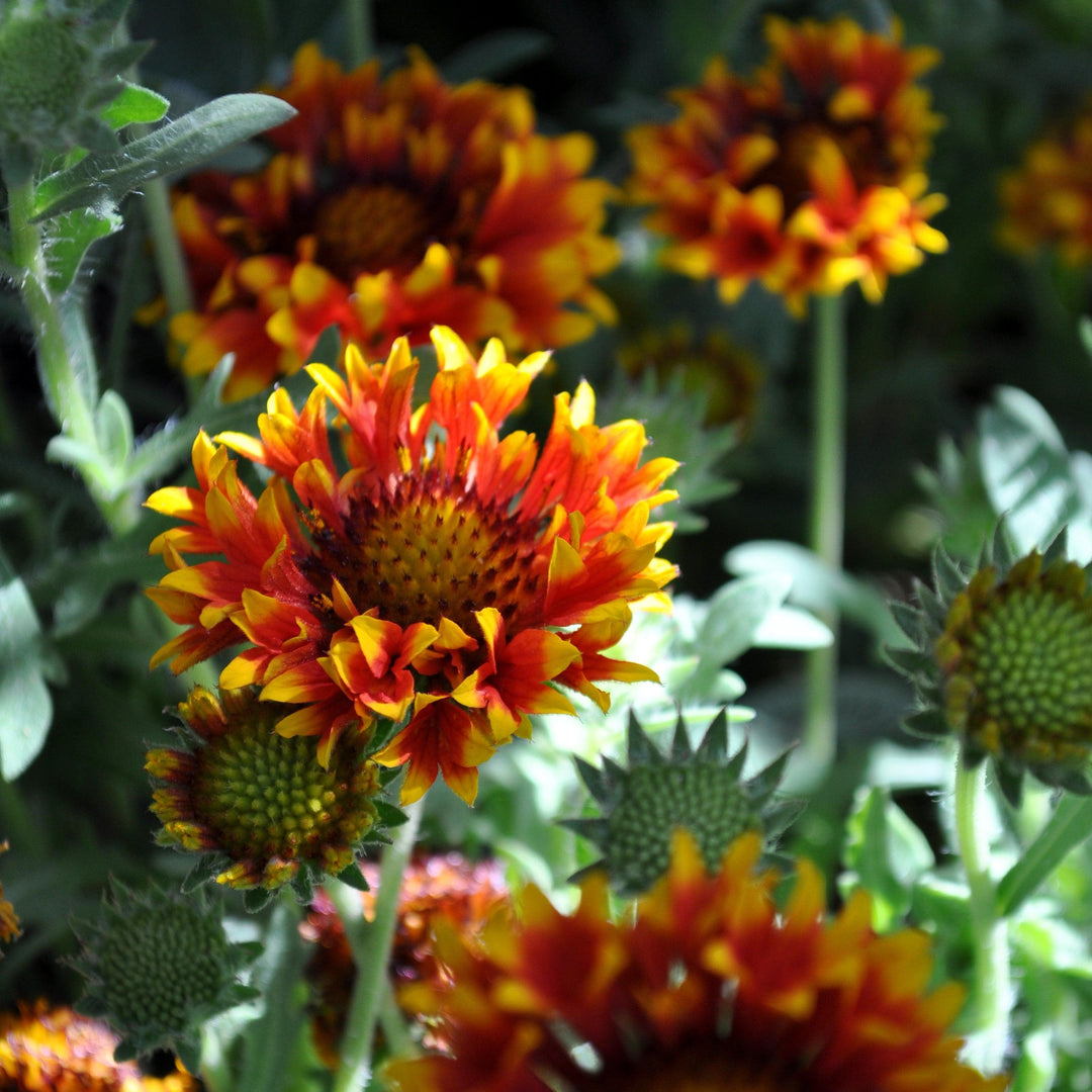 Gaillardia 'Copper Sun'  - Spintop™ Copper Sun Blanket Flower