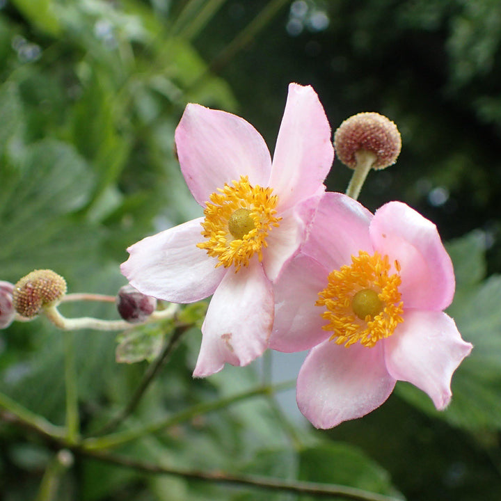 Robustissima Grape Leaf Anemone