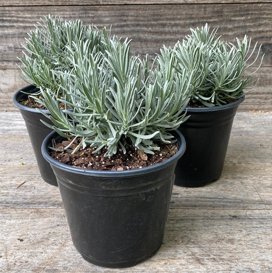 Phenomenal® Lavender, Lavadin