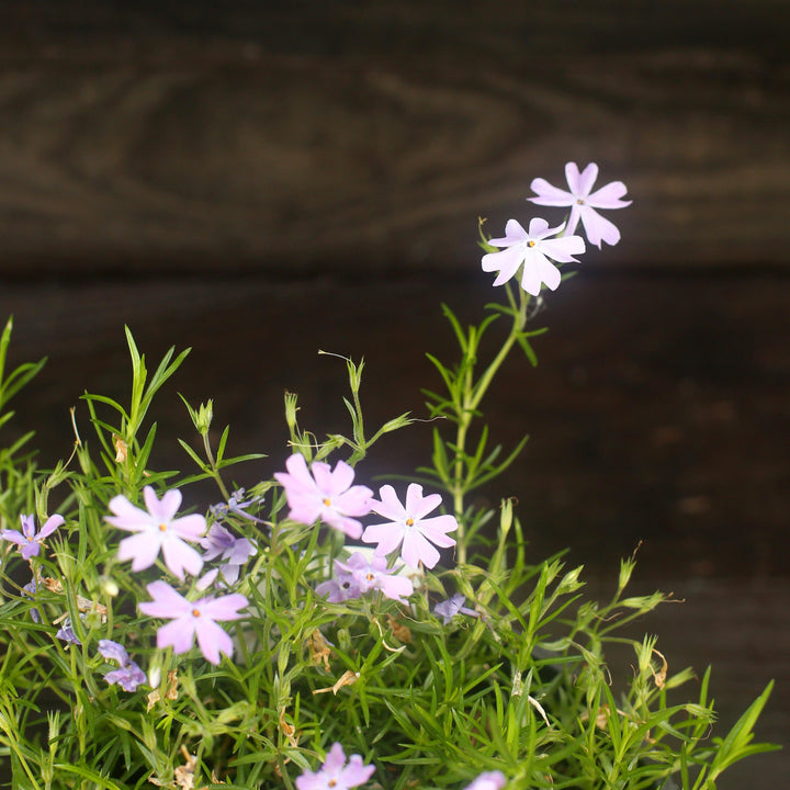 Emerald Blue Creeping Phlox