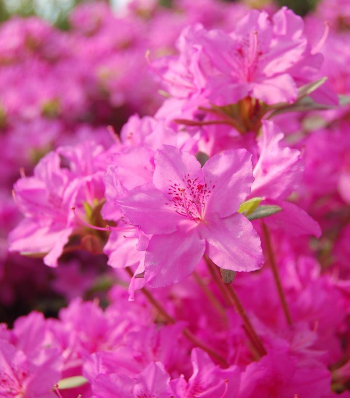 8" Azalea 'Karen' Karen Azalea 1013886