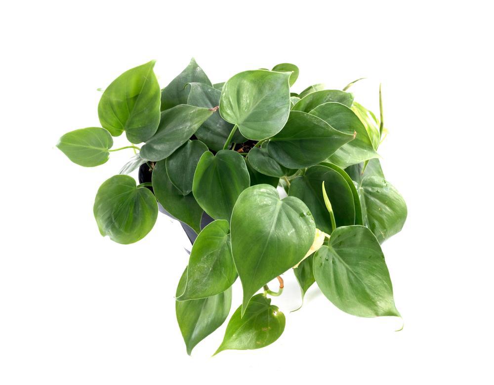 4" Pothos