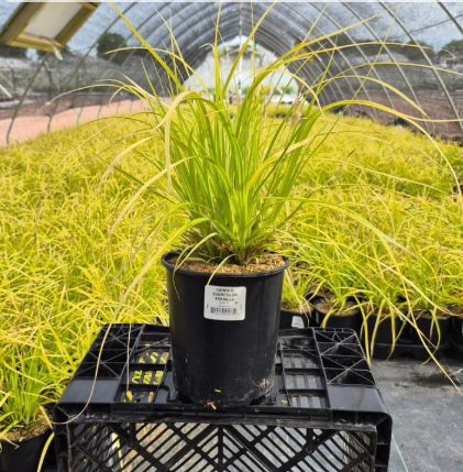 1G - Carex Oshimensis EverColor - (Everillo Japanese Sedge) - 'Everillo'