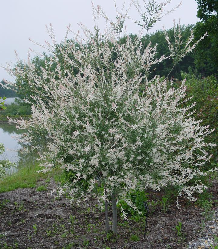 5G Salix Integra 'Hakaro Nishiki' - Japanese Willow - 1001987 (Dappled Willow)