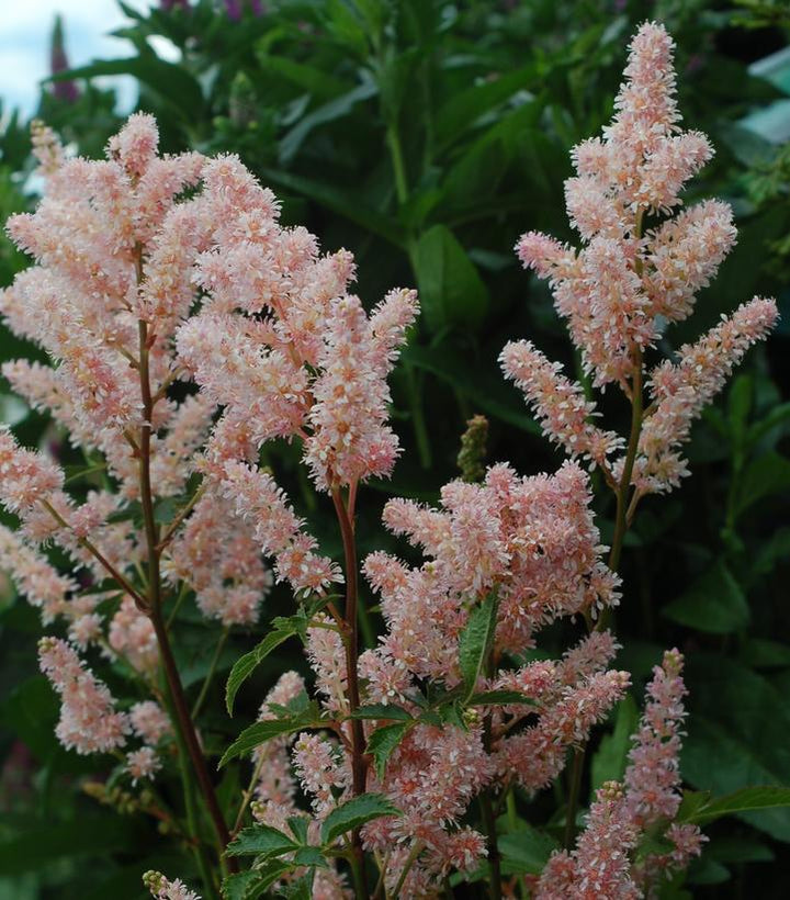 1G Astilbe 'Peach Blossom'  - False Spiraea - 1000439