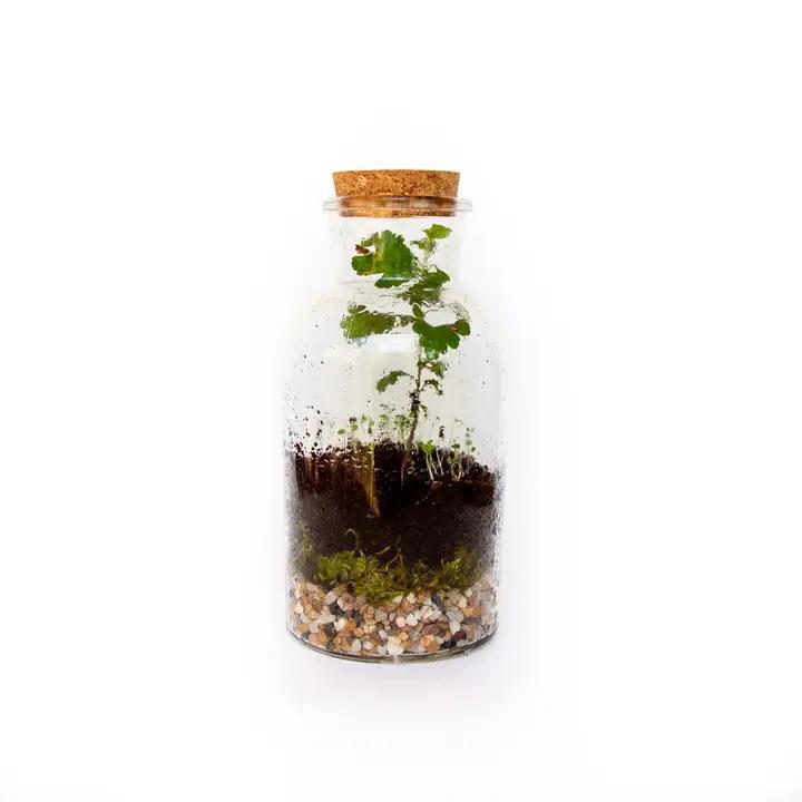 Seattle Seed Co. - DIY Large Jar Terrarium with Soil and Moss Garden Crafts Kit - TERR-JAR