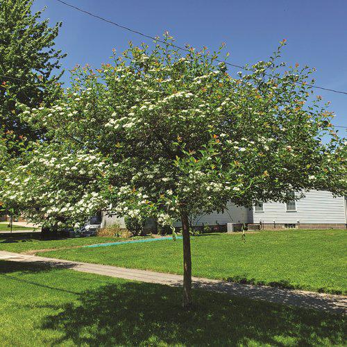 7G Crataegus crus-galli var. inermis 'Crusader' ('Cruzam') Crusader® Hawthorn 1012584 DISSVF