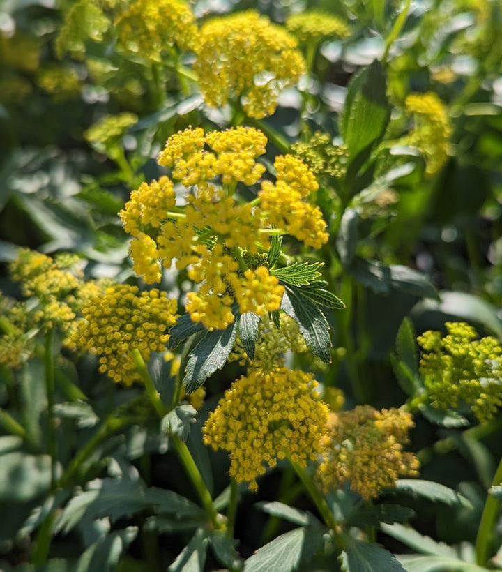 1G Zizia Aptera - Heart-Leafed Meadow Parsnip - 1012902