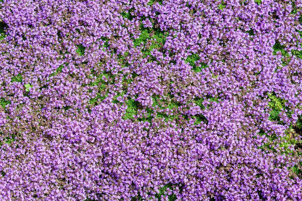 Quart Perennial Sedum (Purple Carpet Stonecrop) Full Sun