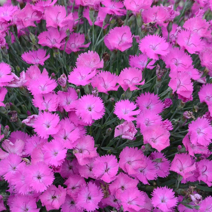 1G Dianthus Hybrid 'Paint the Town Fuchsia' Pinks - 1008831