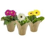 4" Gerbera - Asstorted Daisy's w/ Decorative Pot Cover - F1062