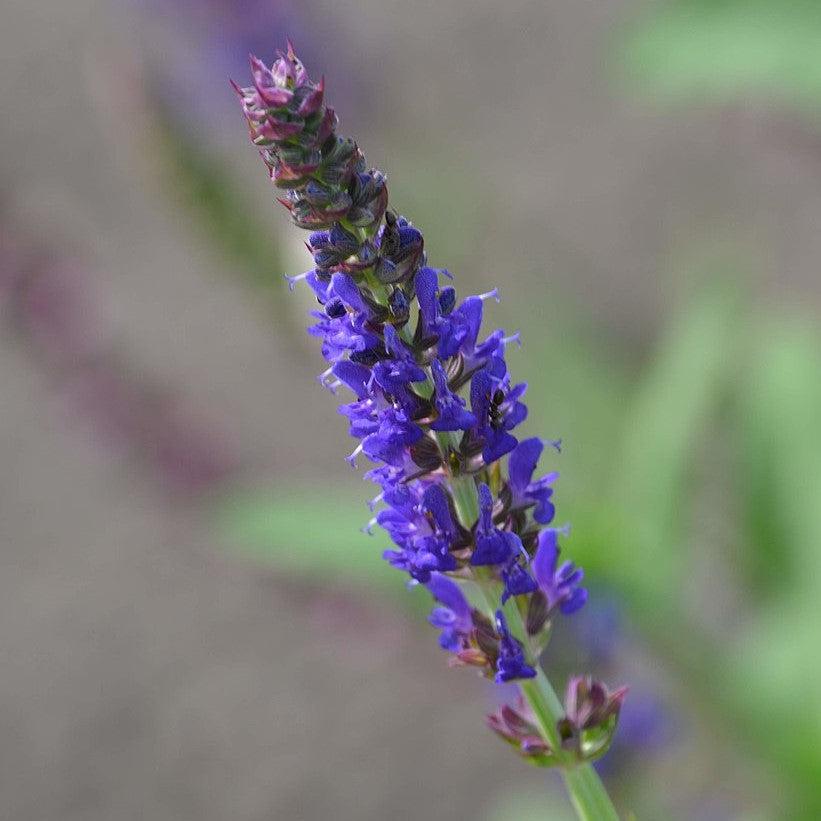 Salvia nemorosa 'ALKLF' PP #28,393  - Blue Bouquetta Meadow Sage