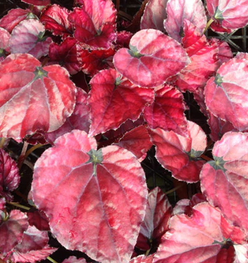 6" HB Begonia Rex Hanging Basket