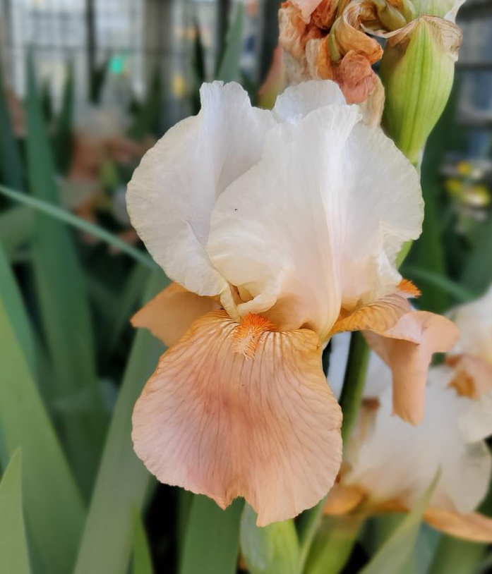 1G Iris Germanica 'Invitation' - ( Orange / Cream ) Reblooming Bearded Iris - 1013110