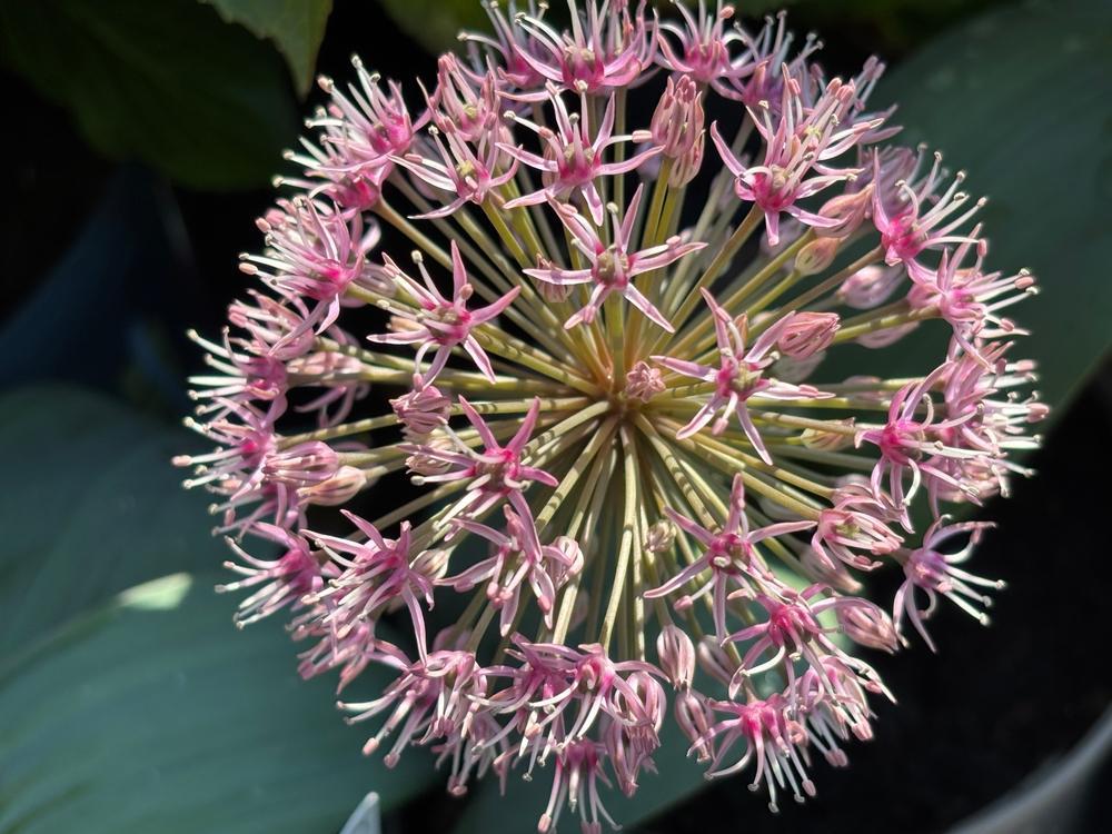 6.5" Allium - Red Giant