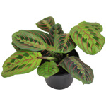 3" Prayer Plant Red
