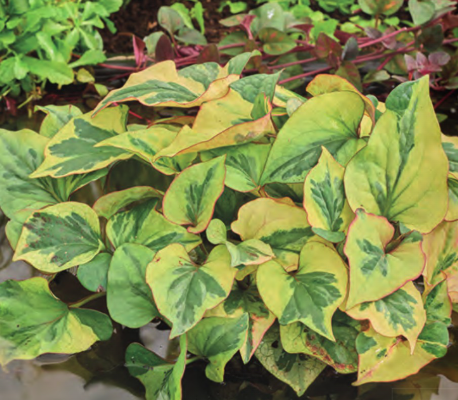 Netherland Bulb Company - Houttuynia Chameleon 1CT- Marginal Plant - 3280100312