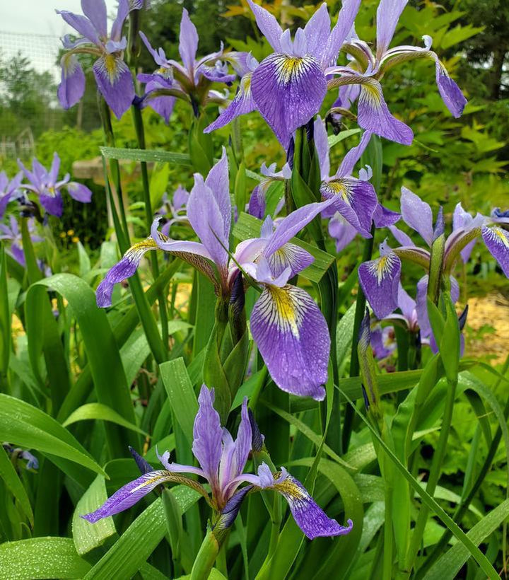 1G IRIS VERSICOLOR Blue Flag Iris 1000386