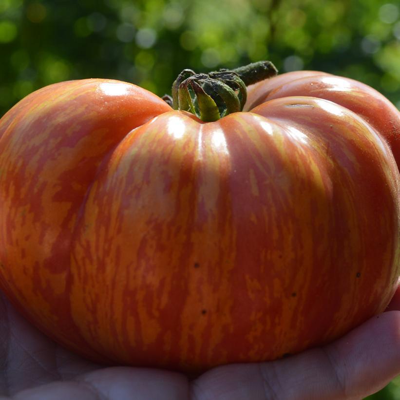 1G Tomato 'Mr. Stripey' - Heirloom Beefsteak Tomato - 1010096