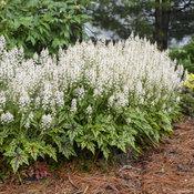 1G Tiarella 'Cutting Edge' - Foamflower - 1009747
