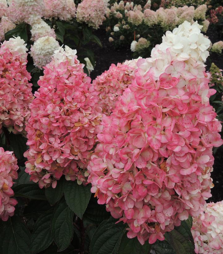 7G Hydrangea Paniculata 'Ruby Snow' - Tree - 1021057