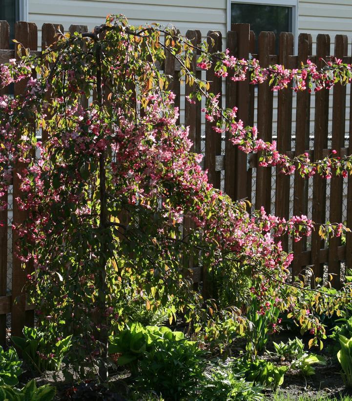 15G Malus First Edition 'Ruby Tears' - Weeping Crabapple Tree - 1005366