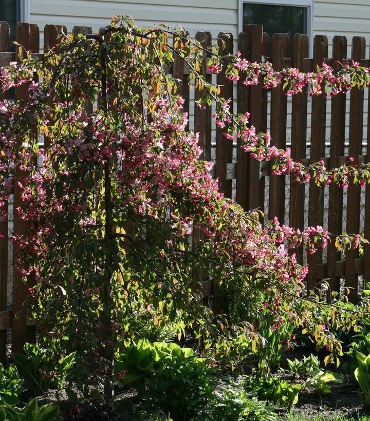 15G Malus First Edition 'Ruby Tears' - Weeping Crabapple Tree - 1005366